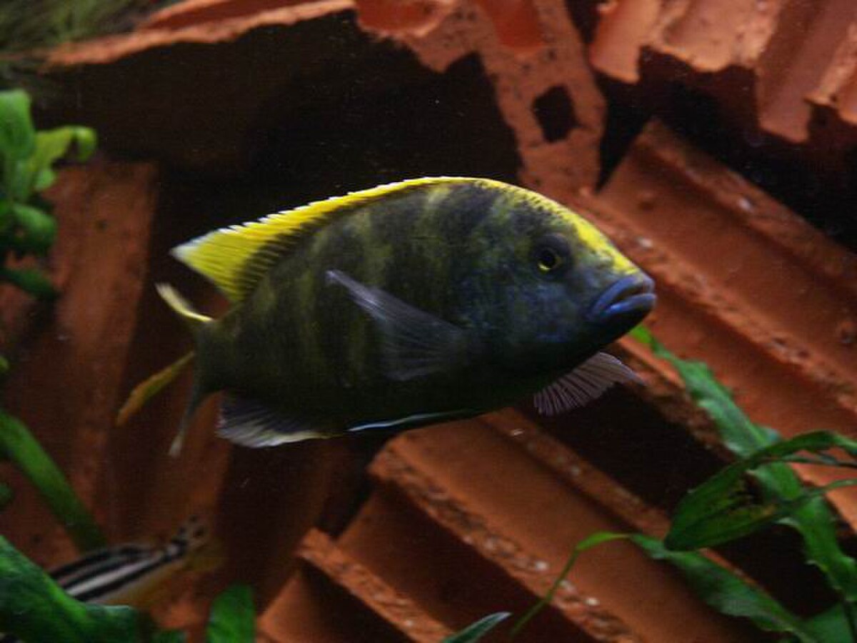 Nimbochromis