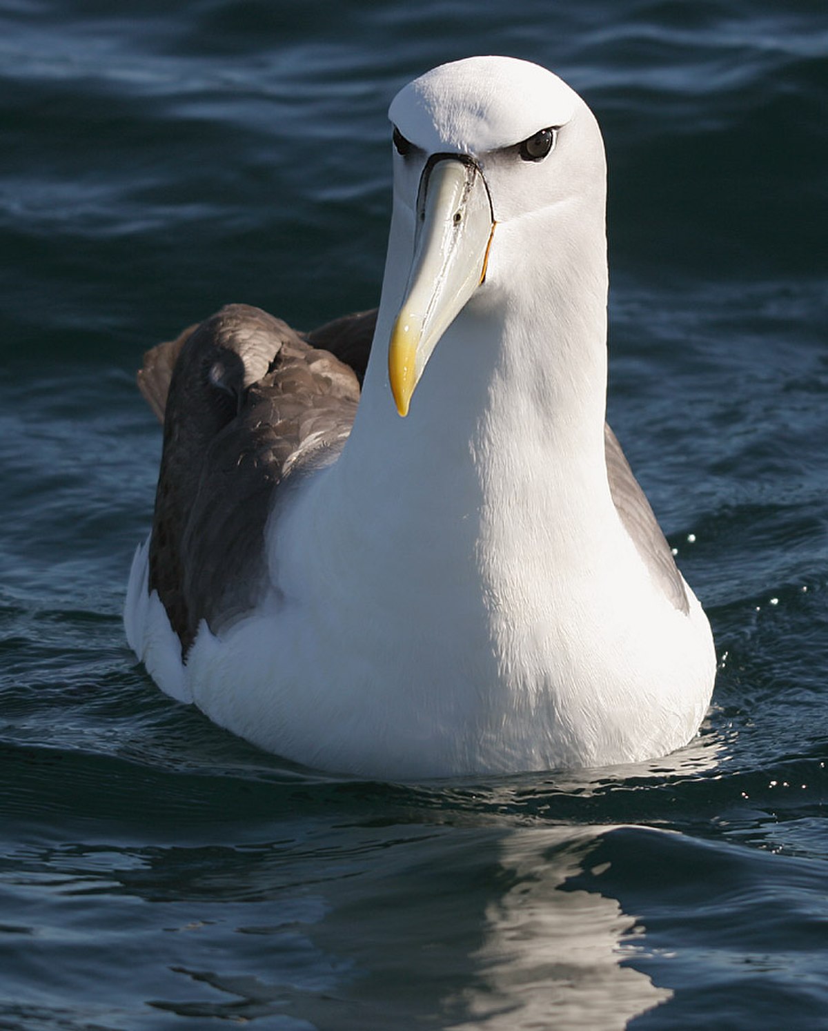 Albatros à cape blanche