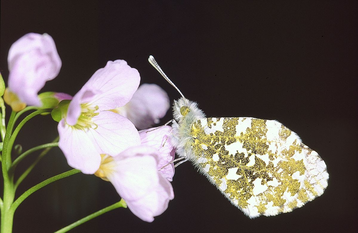 Anthocharis