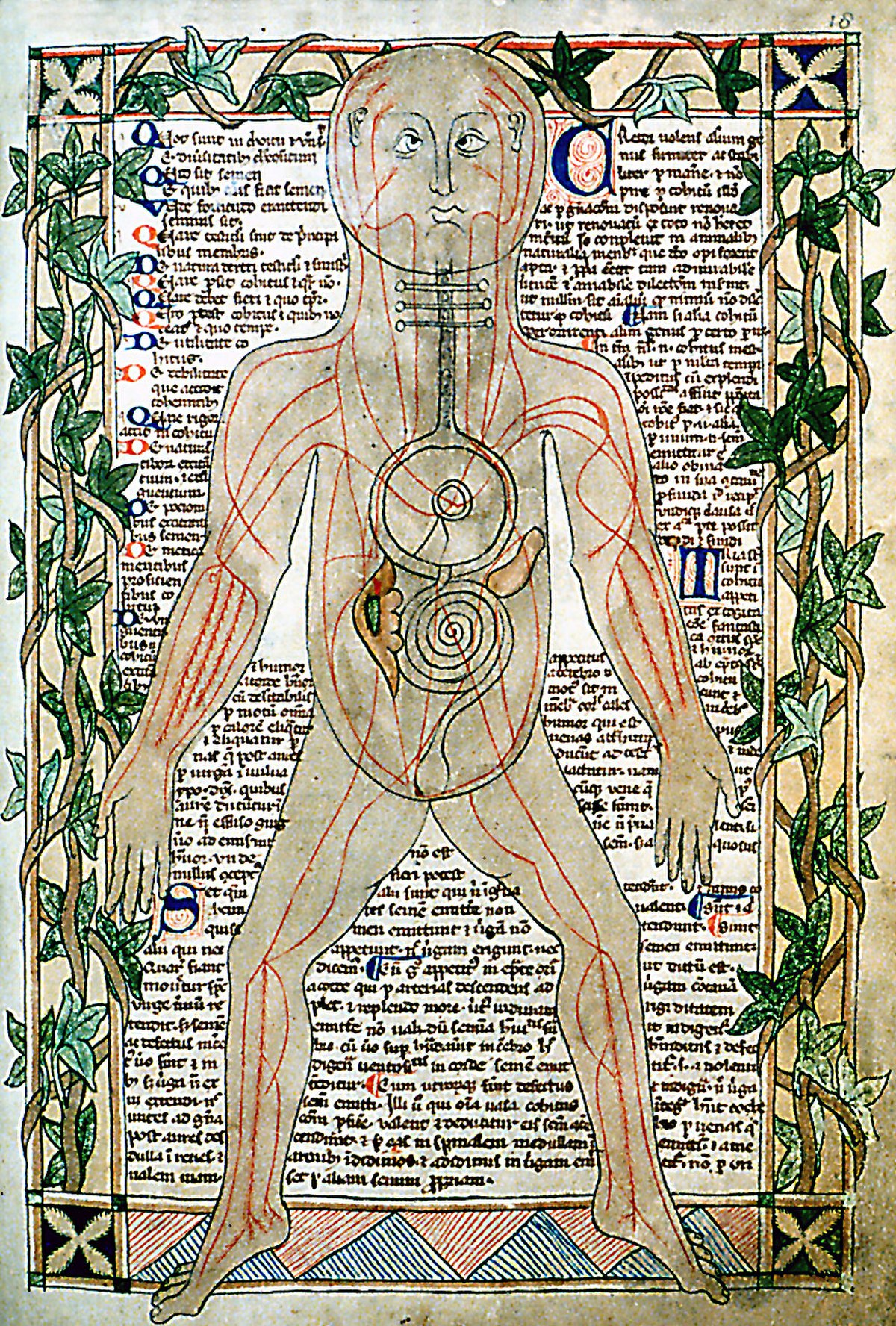 Anatomie