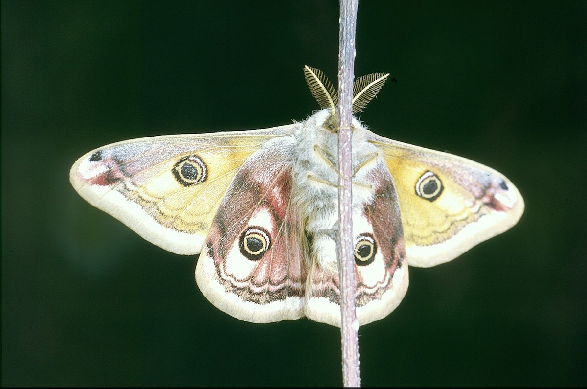 Saturniidae
