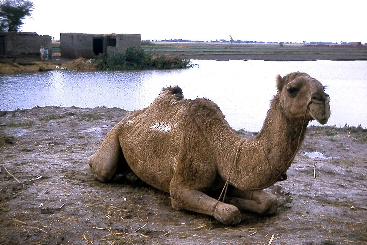 Artiodactyla