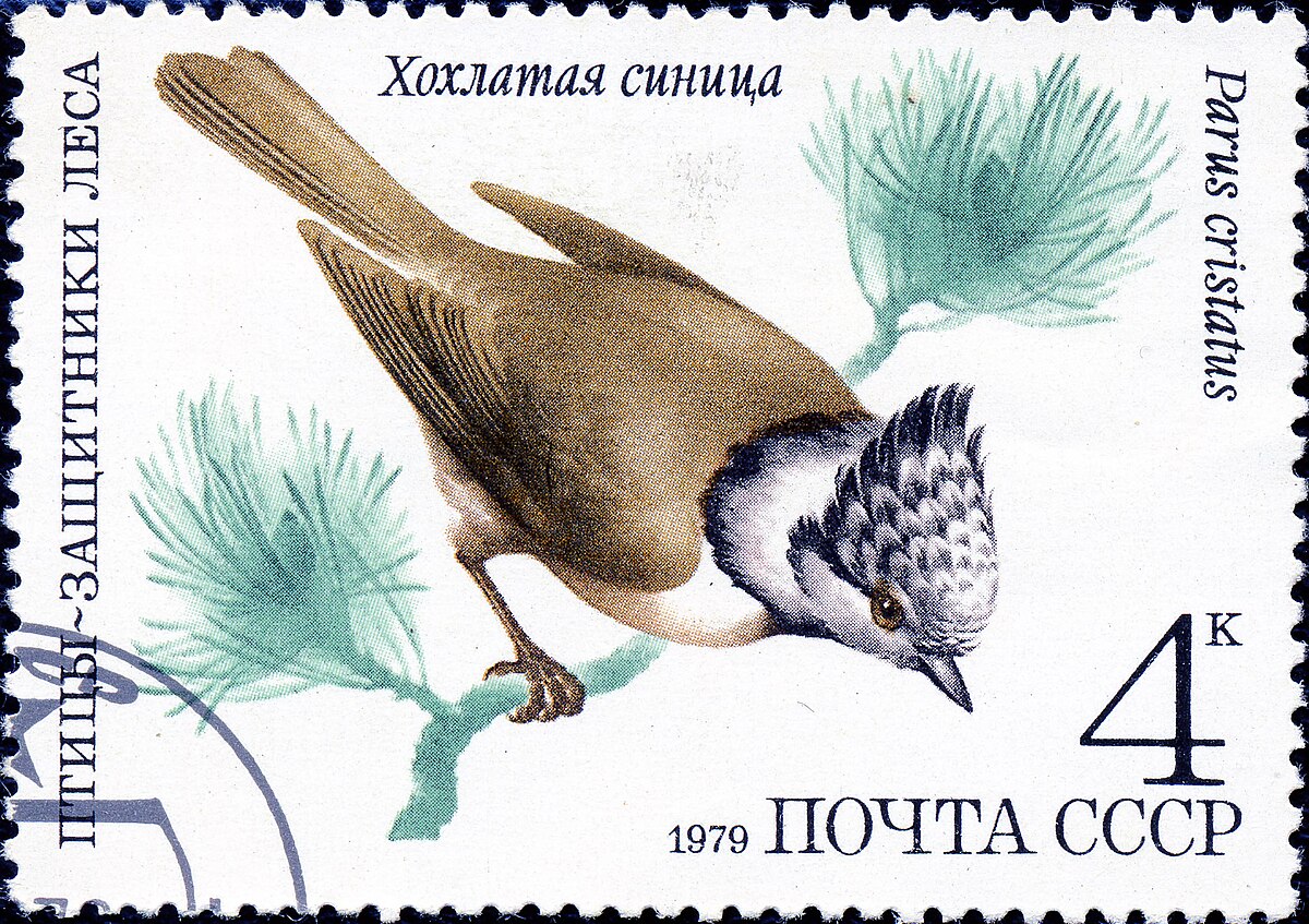 1979. Хохлатая синица.jpg