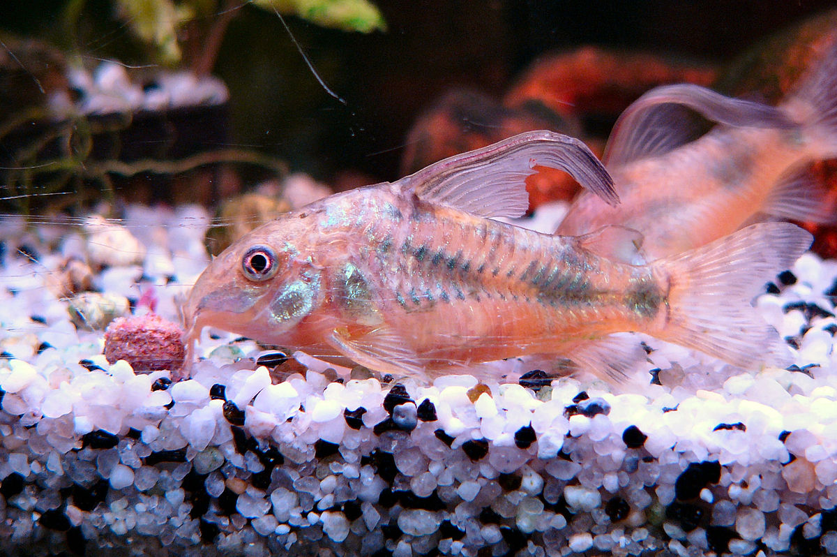 un poisson chat vu de profile en train de manger