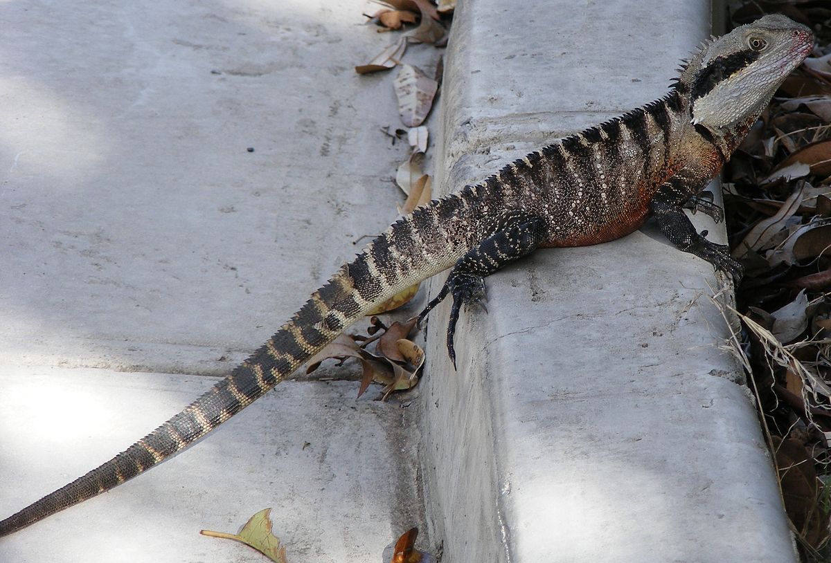 Physignathus lesueurii