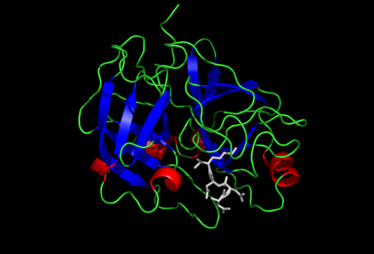 Entéropeptidase
