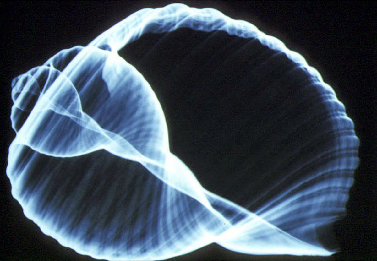 Radiographie de coquillages