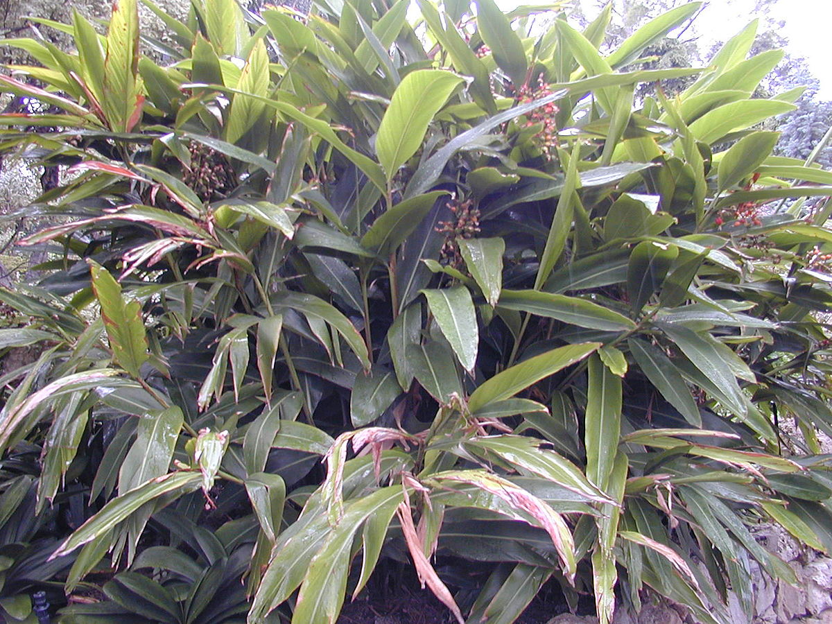 Alpinia zerumbet