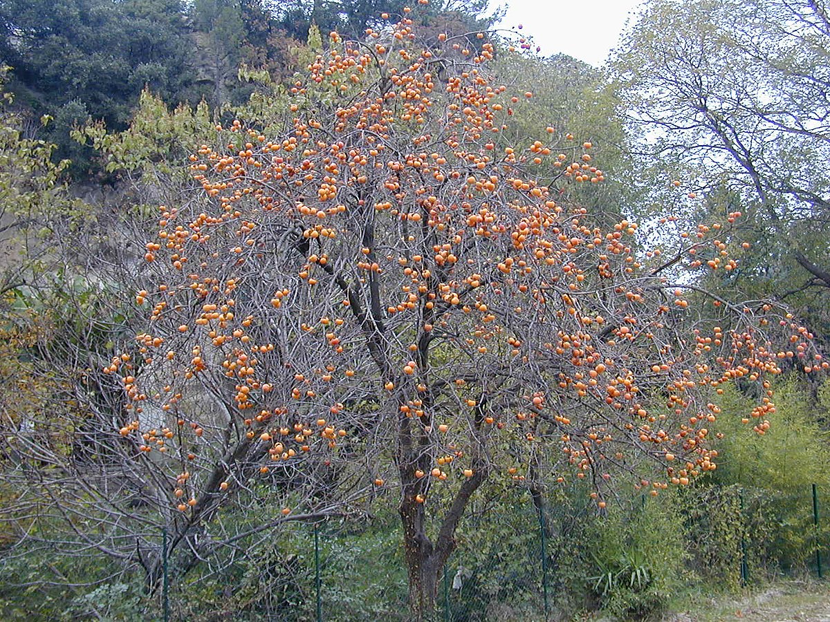 Diospyros