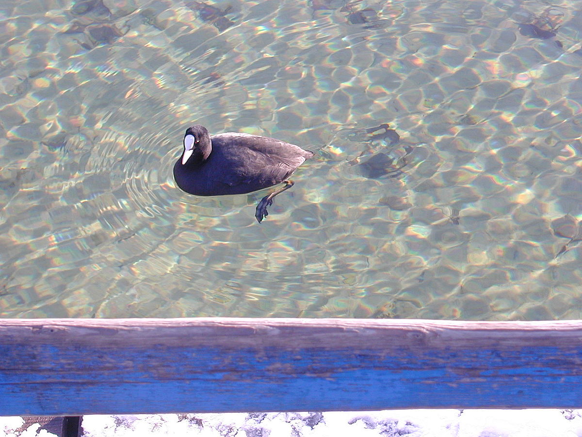 200501 - Fulica atra.JPG