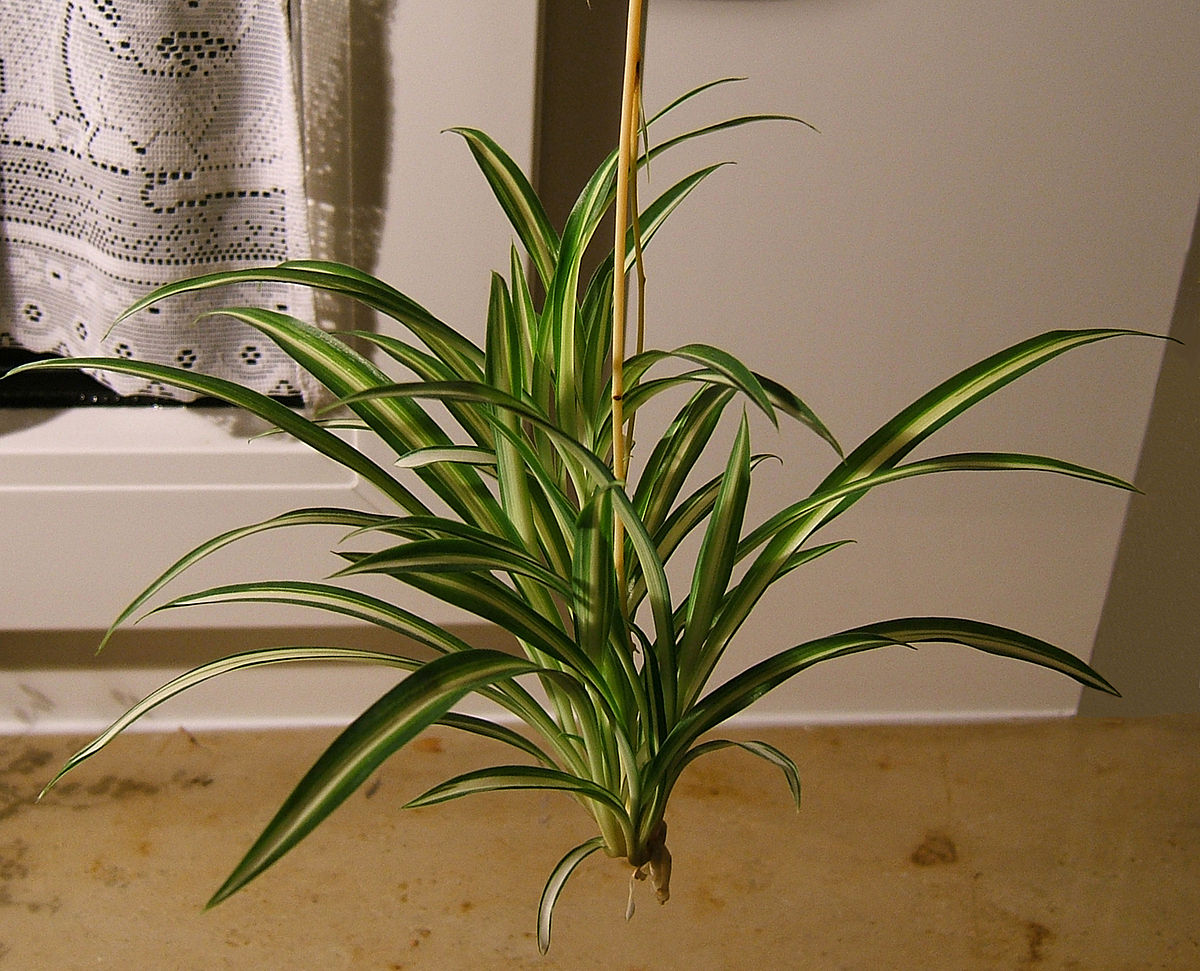 Chlorophytum comosum