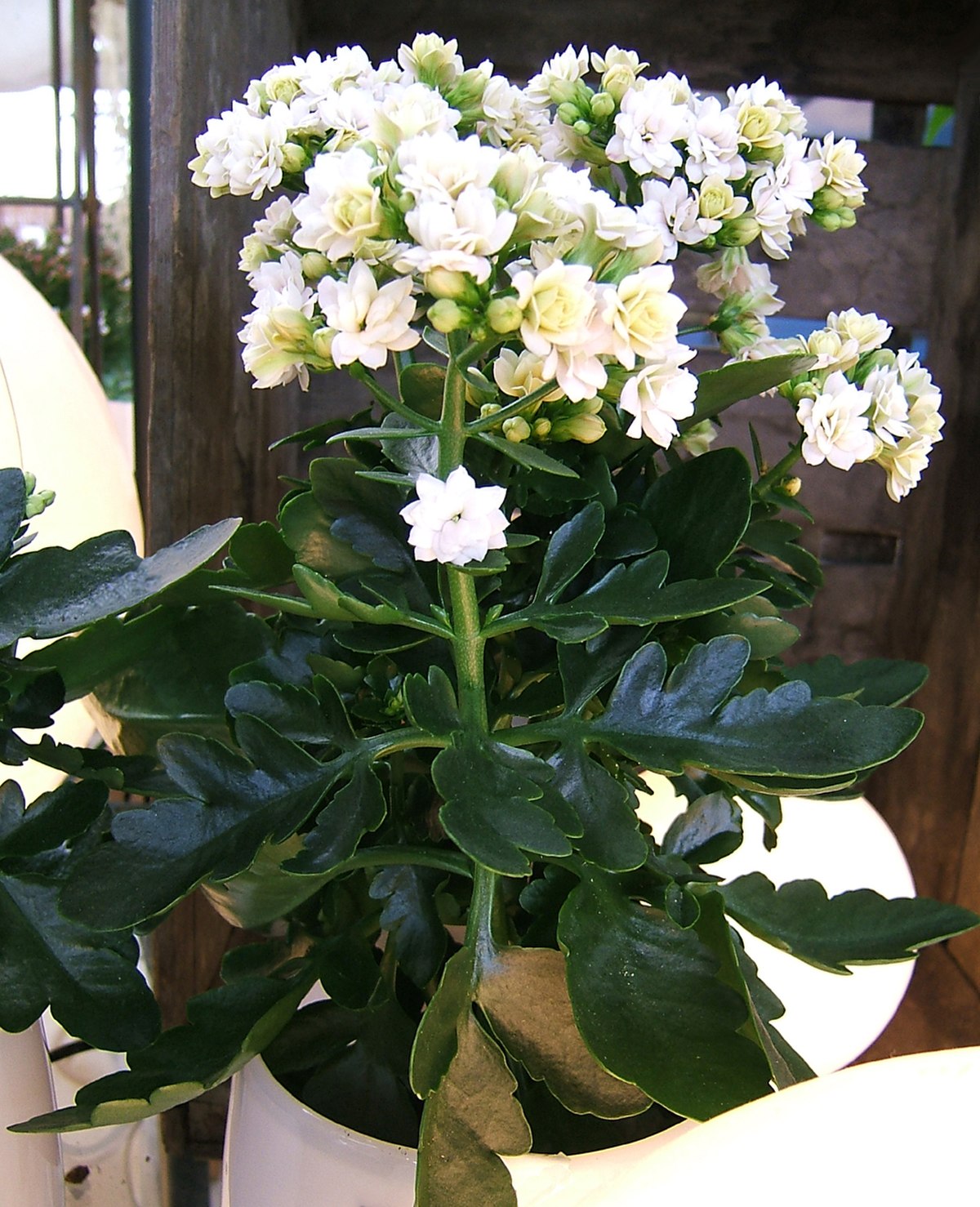 Une Kalanchoe blossfeldiana blanche