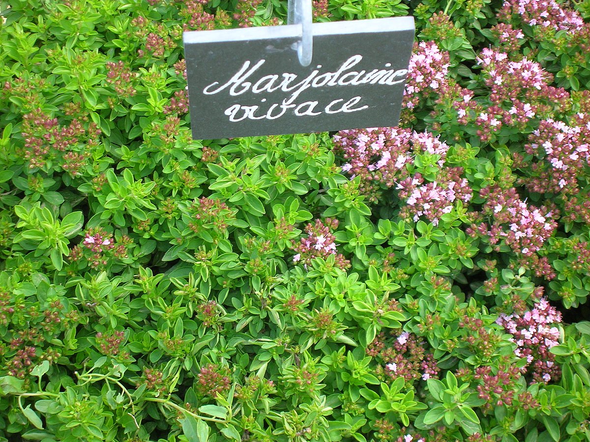 Marjolaine