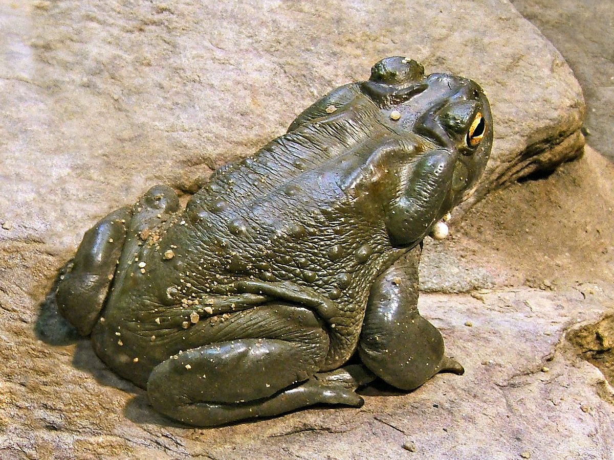 Incilius