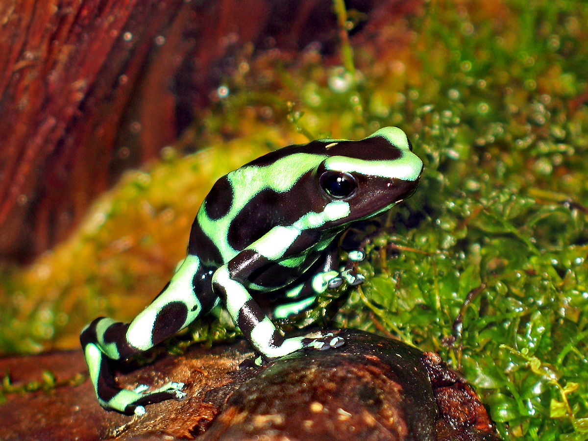 Dendrobates auratus