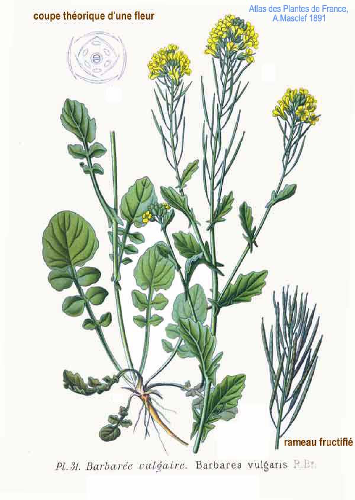Barbarea vulgaris