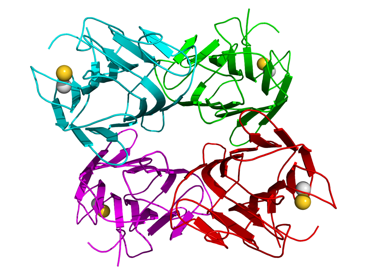 Concanavaline A