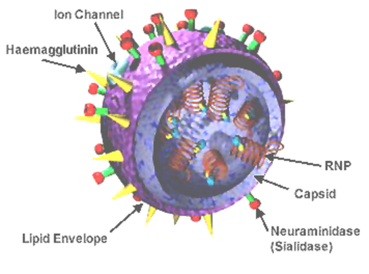Grippe A (H1N1) de 2009-2010