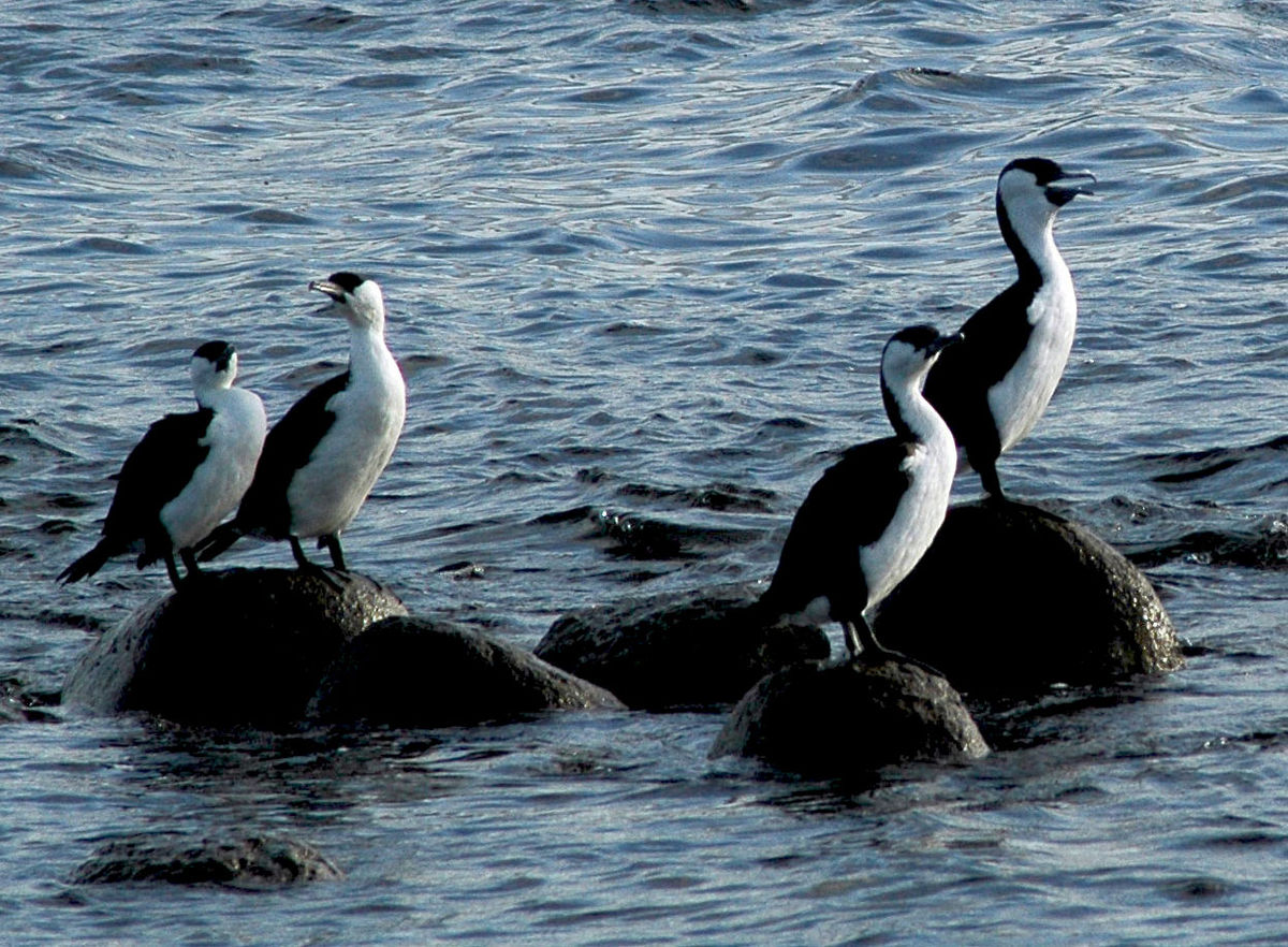 Cormoran de Tasmanie