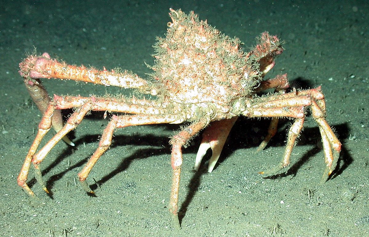 Epialtidae
