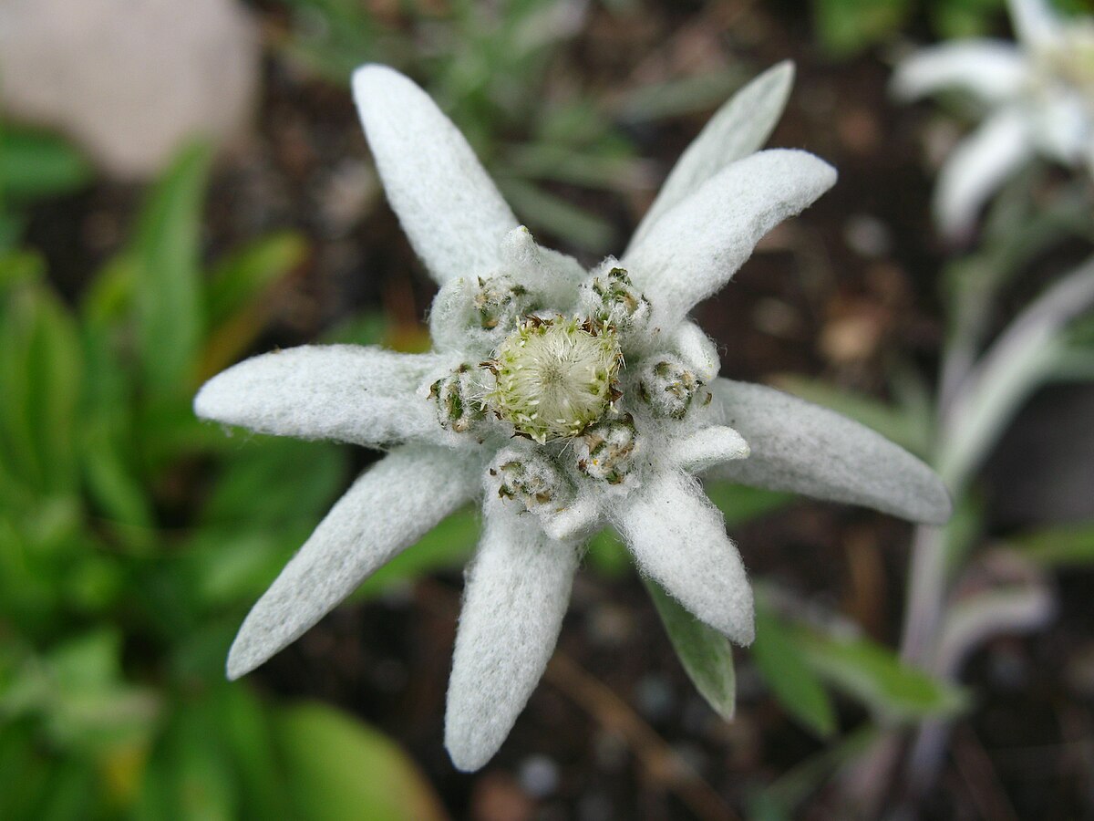 5668 - Schynige Platte - Leontopodium alpinum.JPG