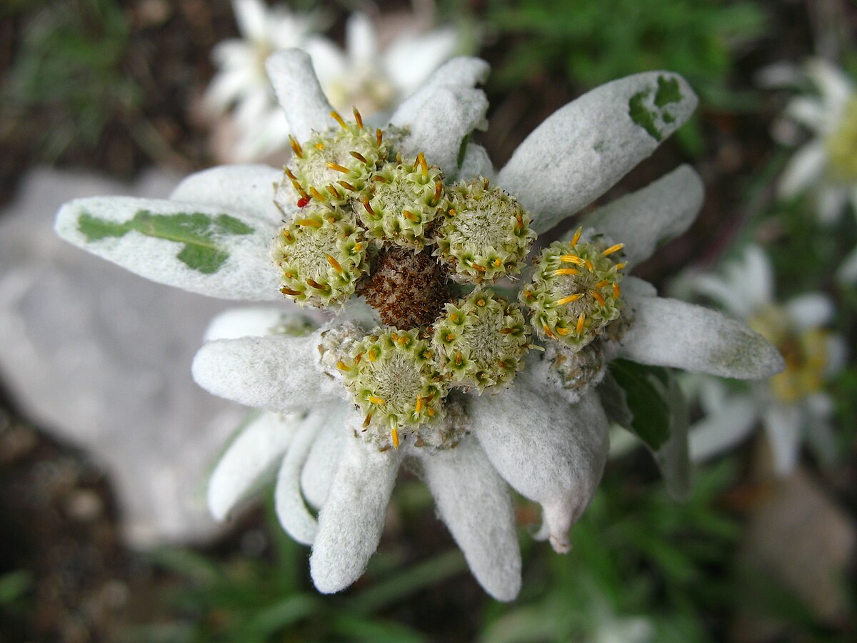 5675 - Schynige Platte - Leontopodium alpinum.JPG