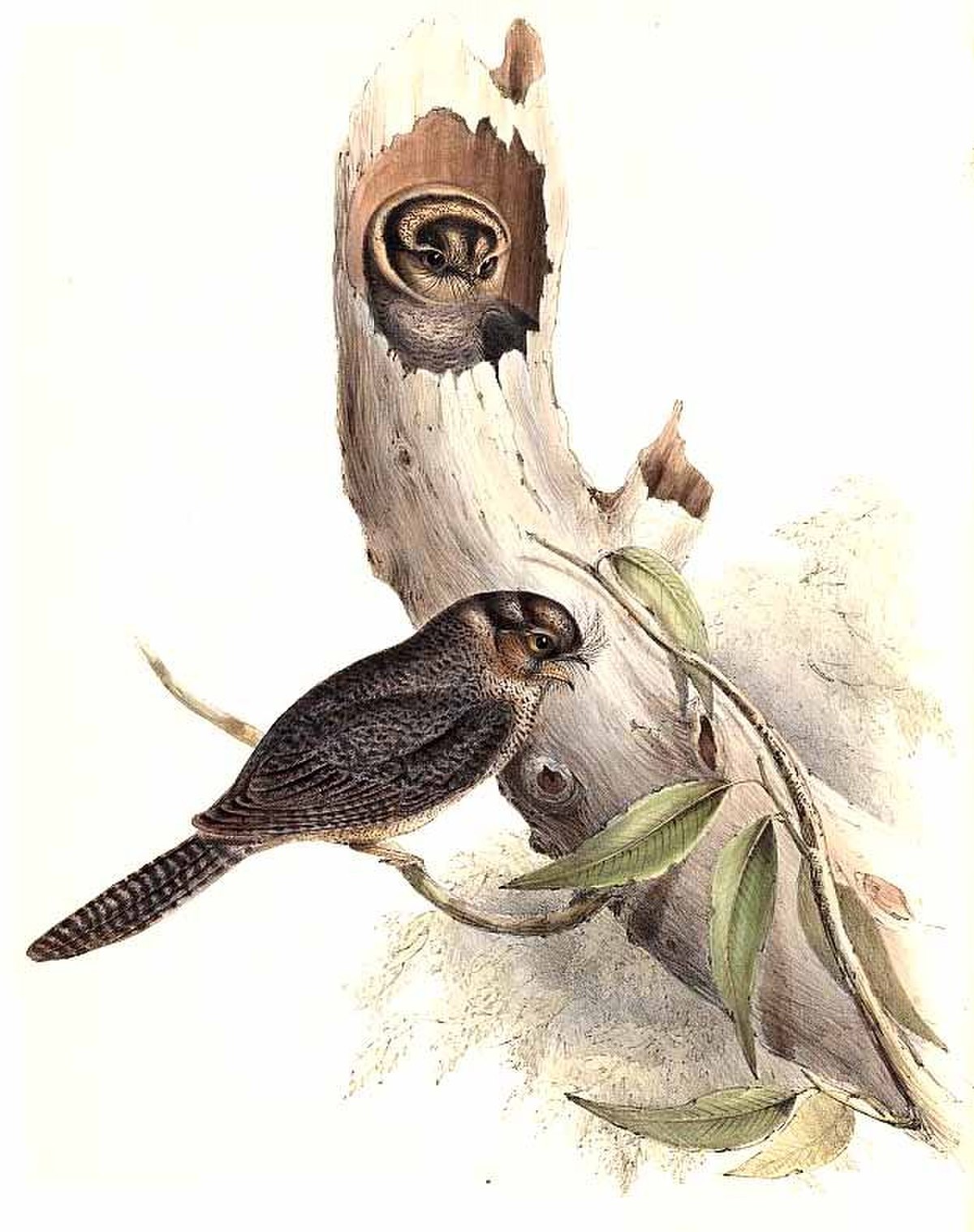 Aegothelidae