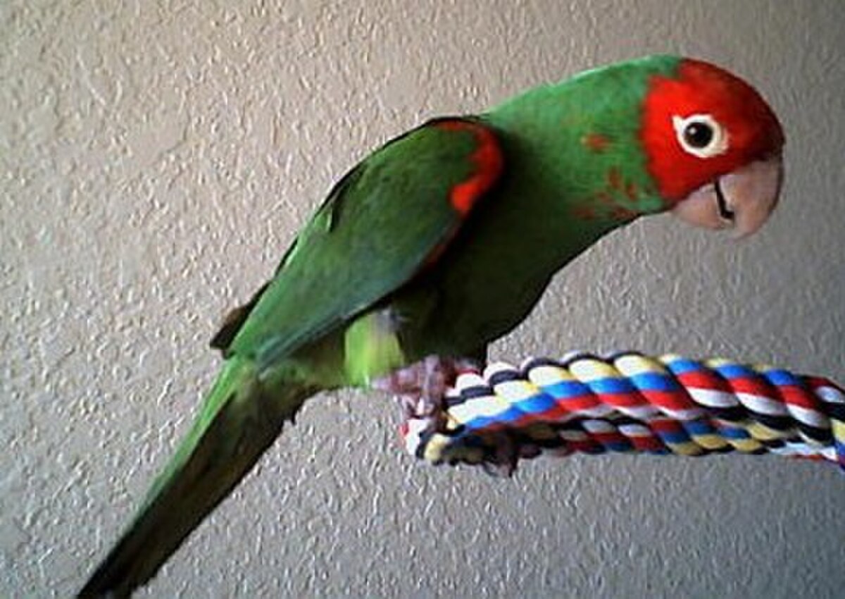 Conure à tête rouge