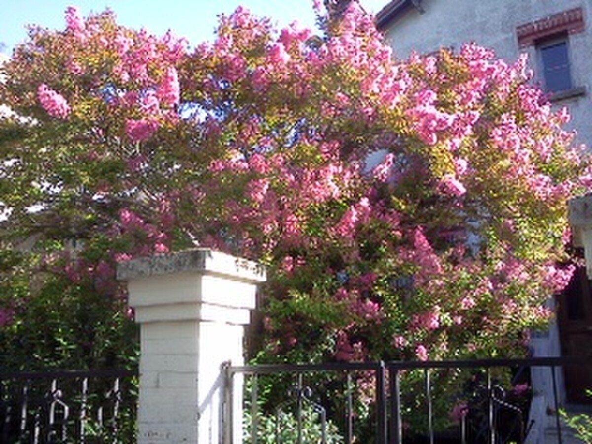 Lilas des Indes