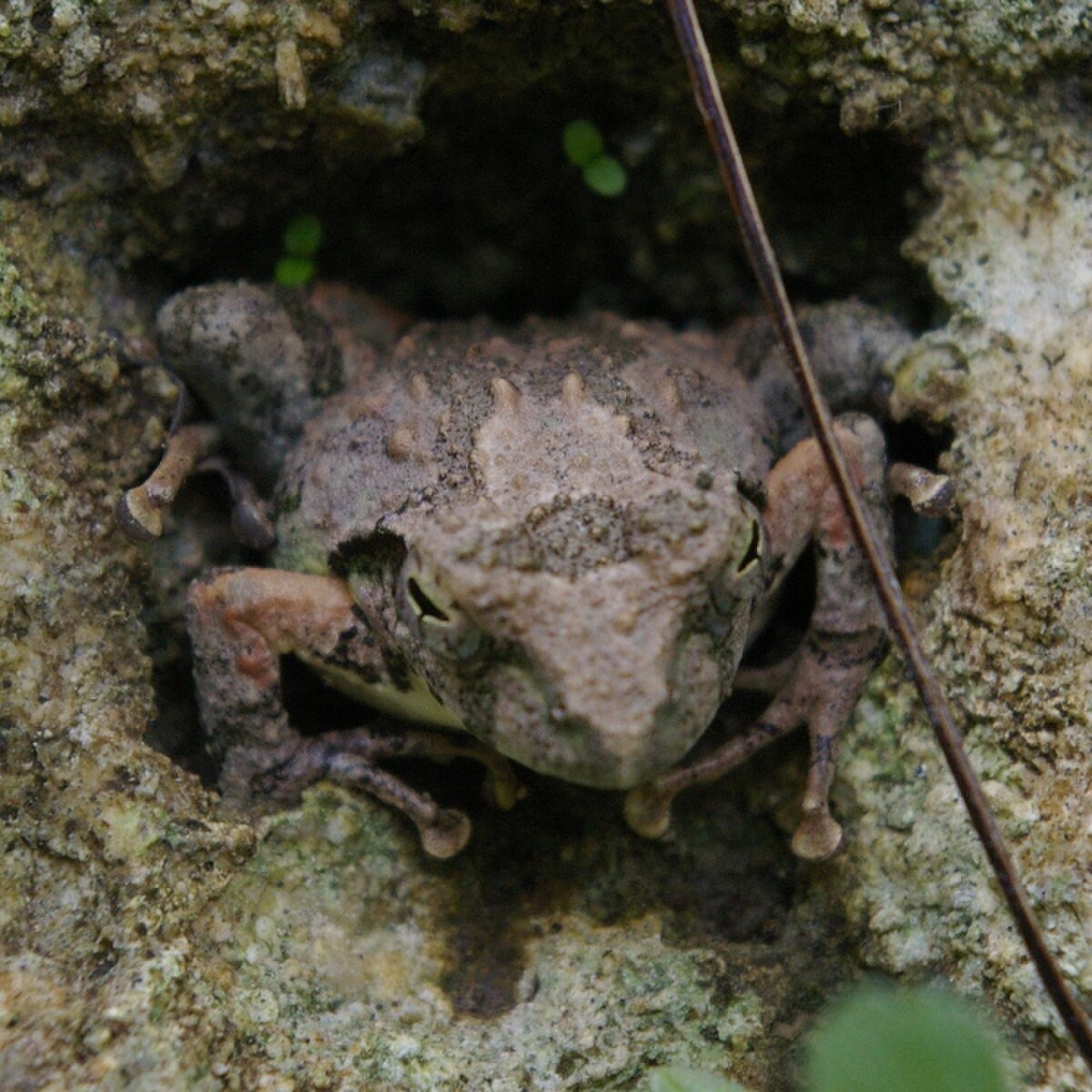 Buergeria japonica