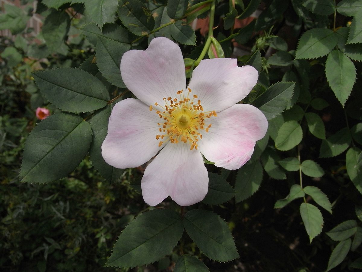 A Blume 33 020be wp1.jpg
