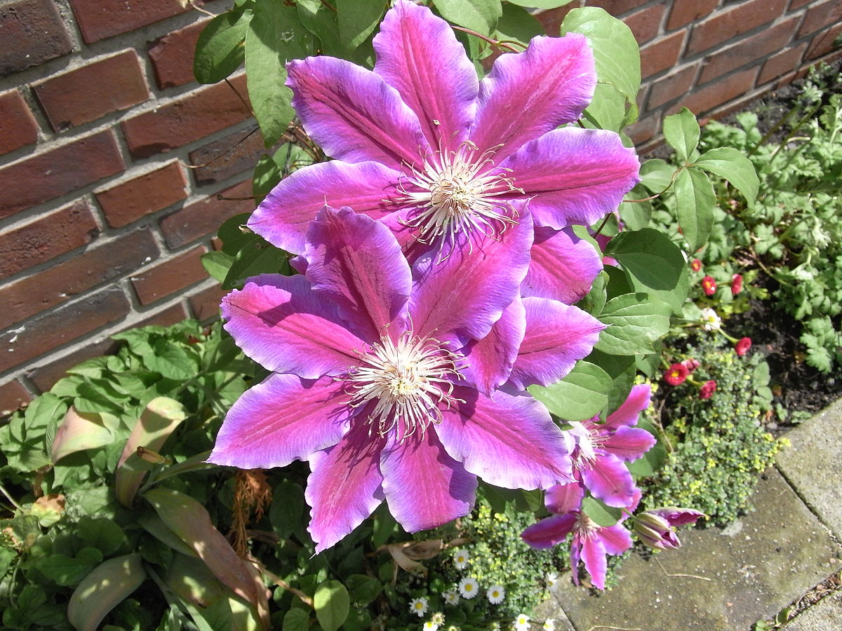 A Blume Bilder 031be1.jpg