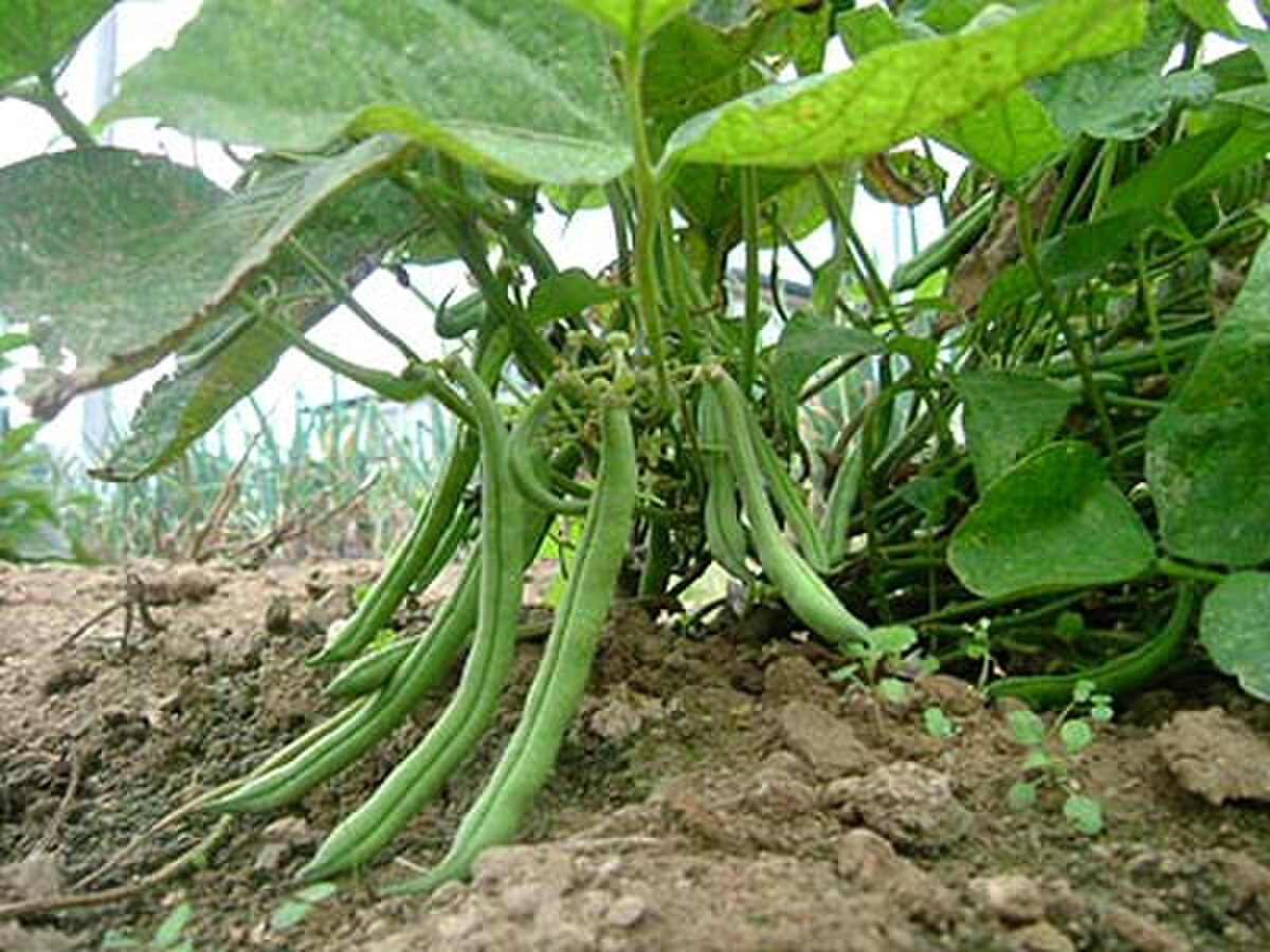 Haricot vert