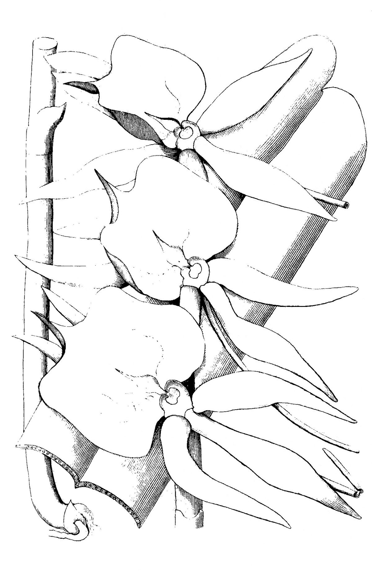 Angraecum eburneum