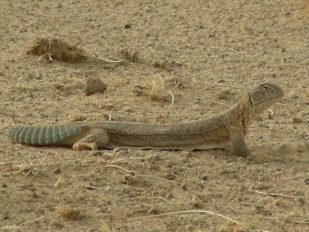 Uromastyx