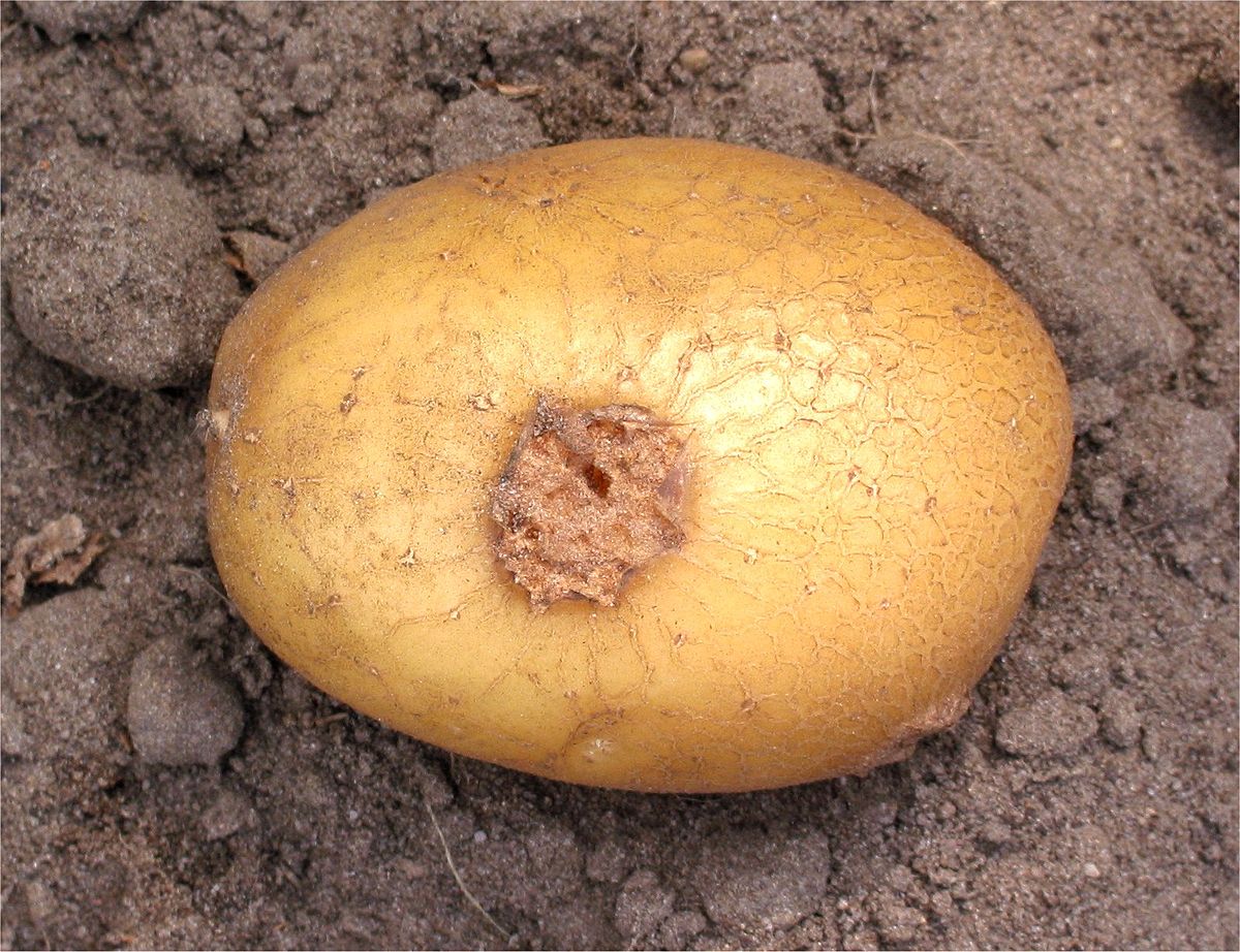 Maladies de la pomme de terre