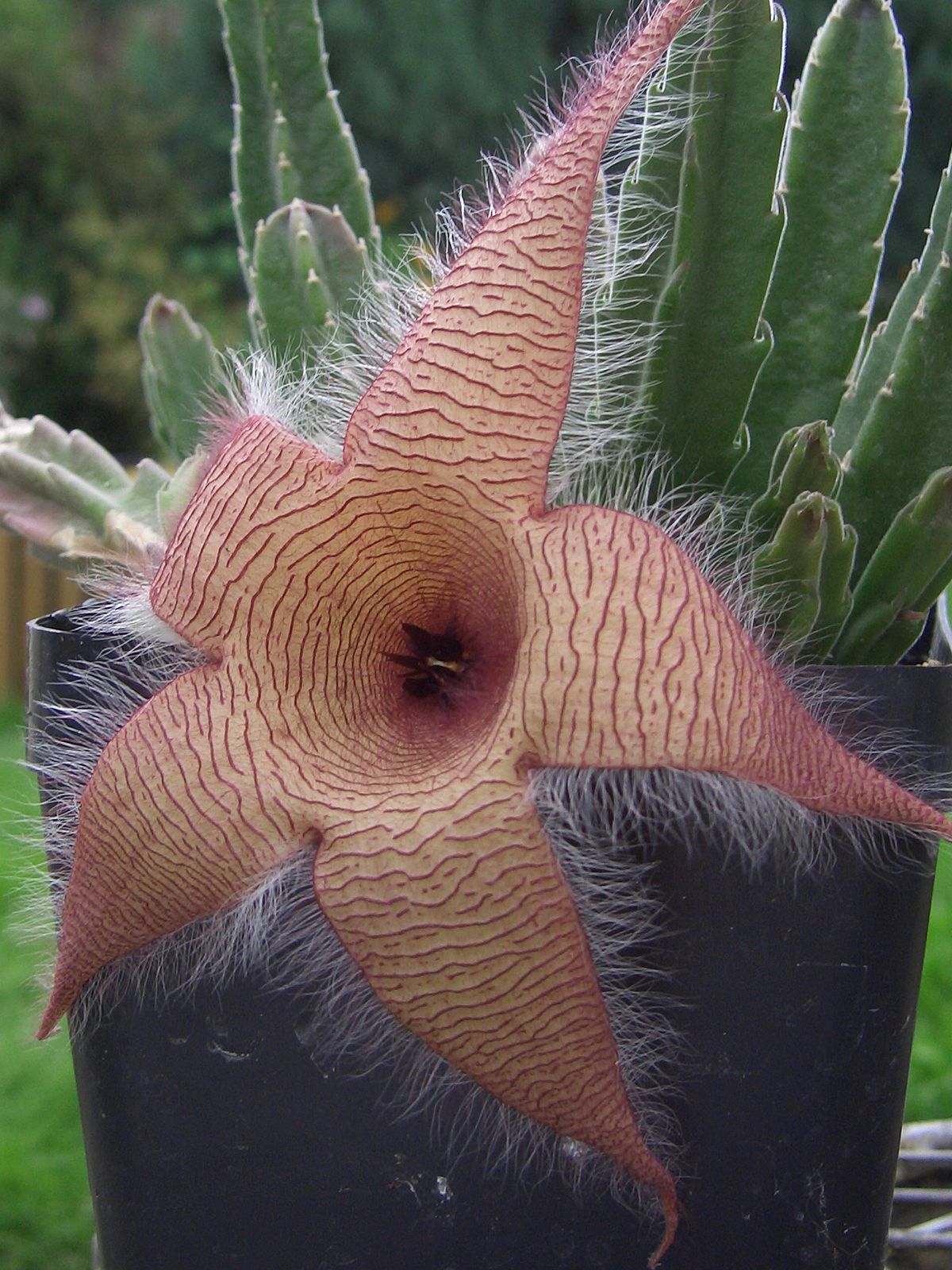 Stapelia