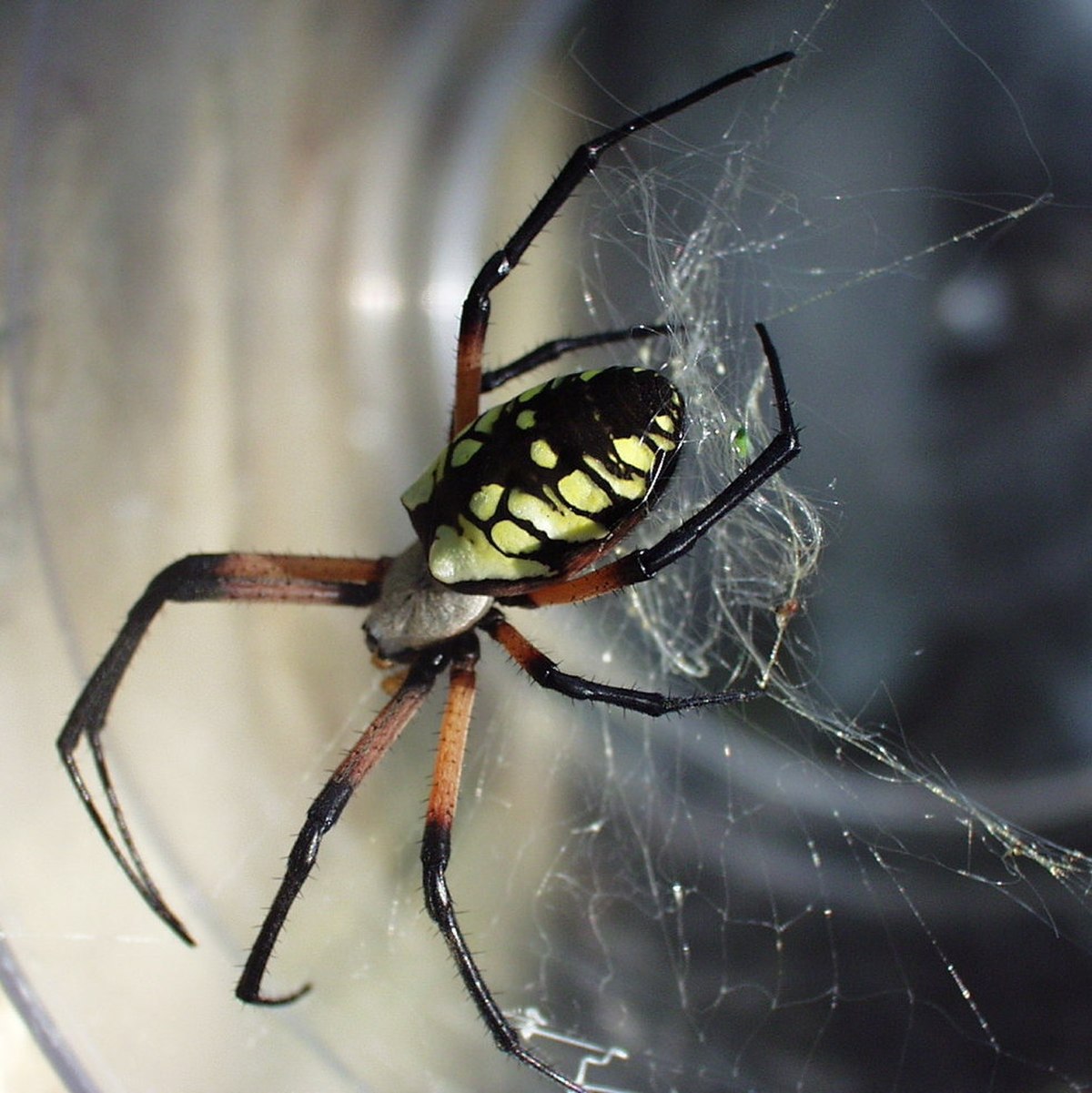Argiope aurantia