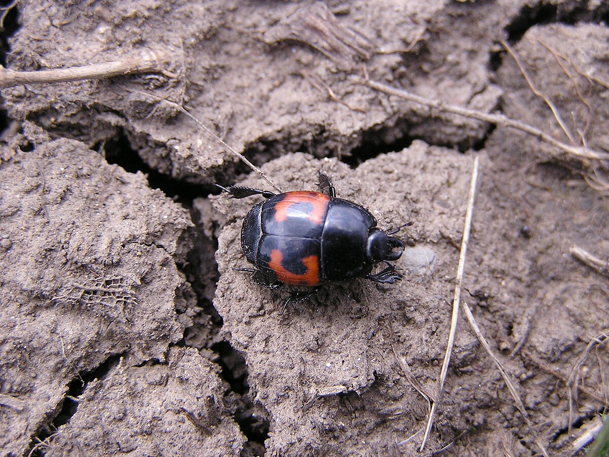 Histeridae