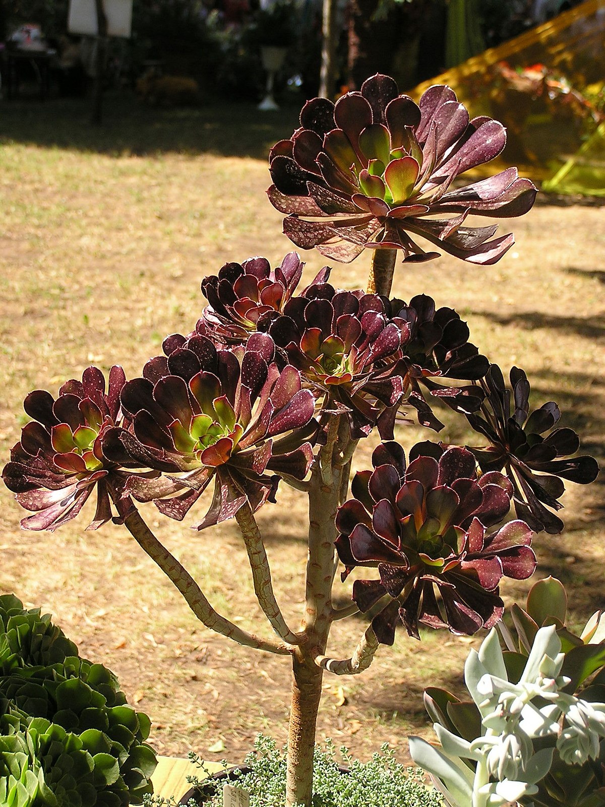 Aeonium atropurpureum