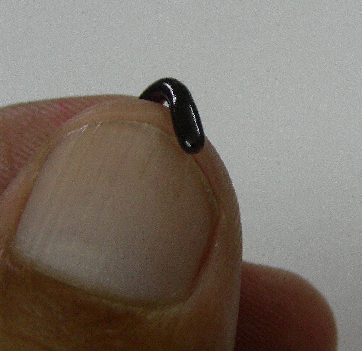 Typhlops