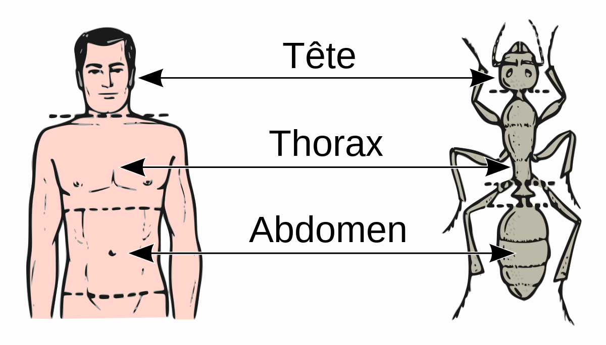 Thorax