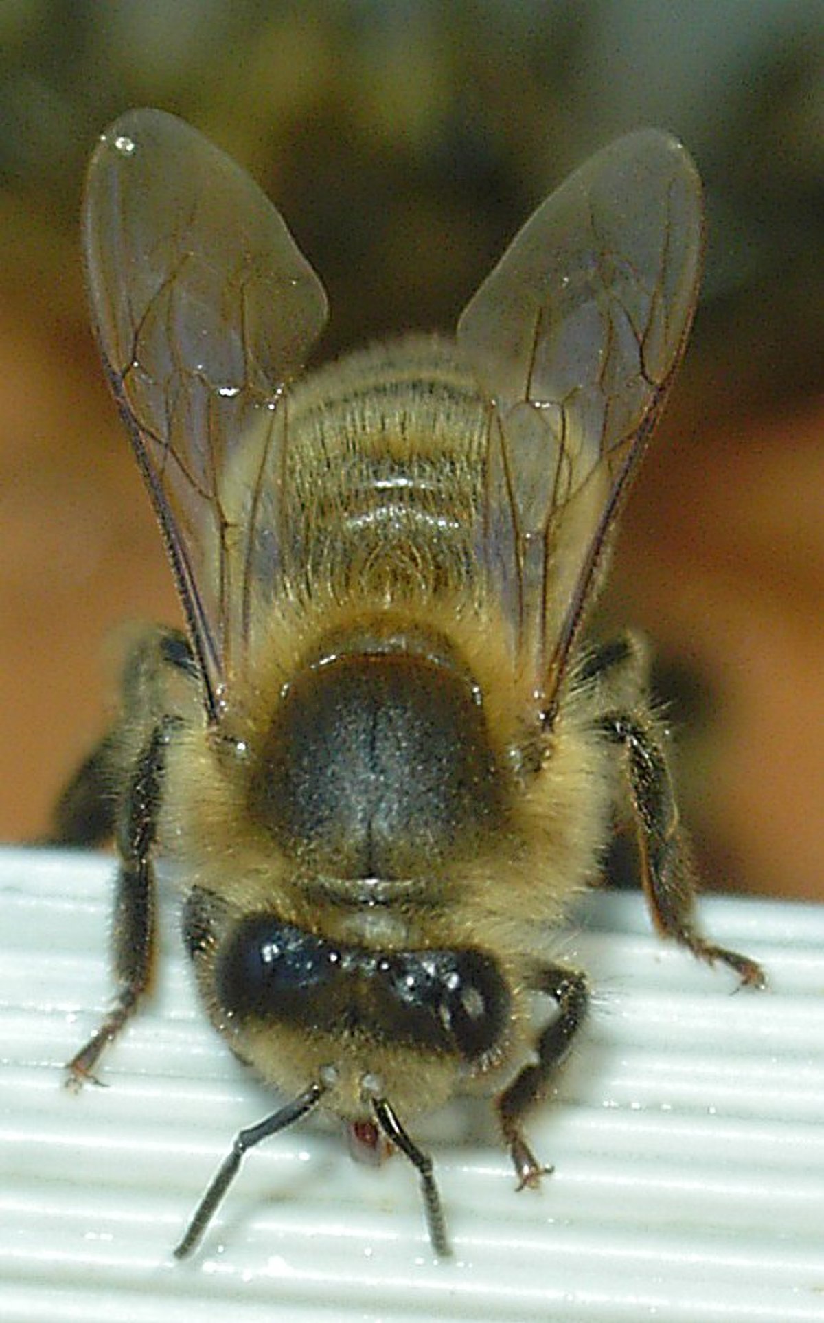 Apis mellifera mellifera