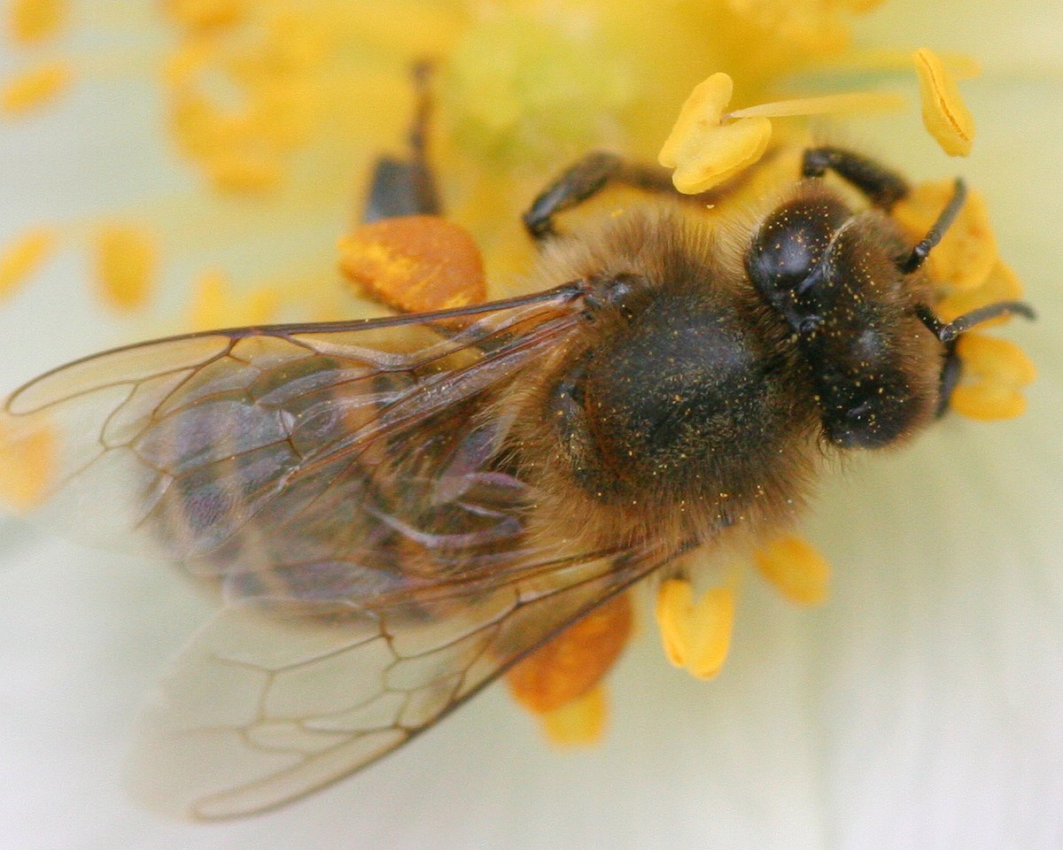 Abeille butinant en gros plan