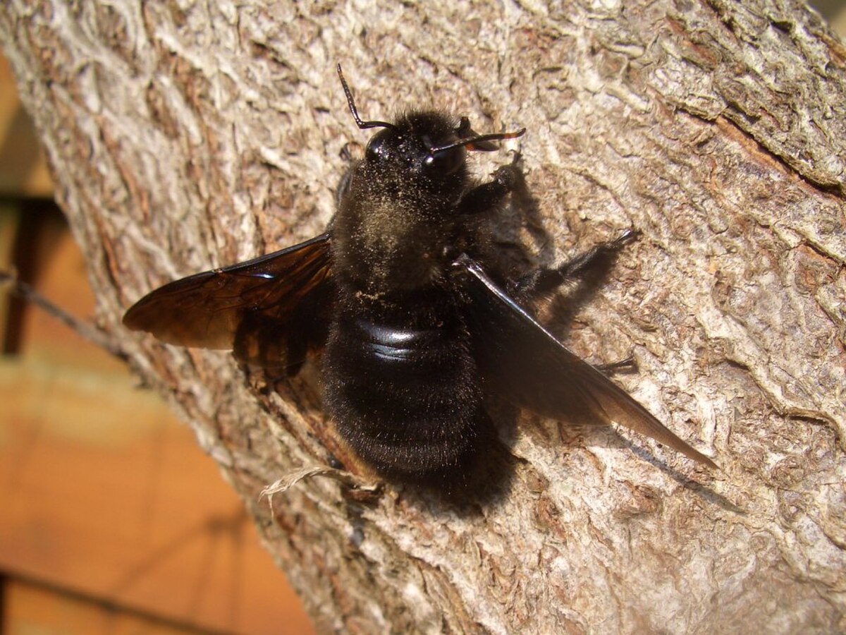 Abeille charpentiere 1024.jpg