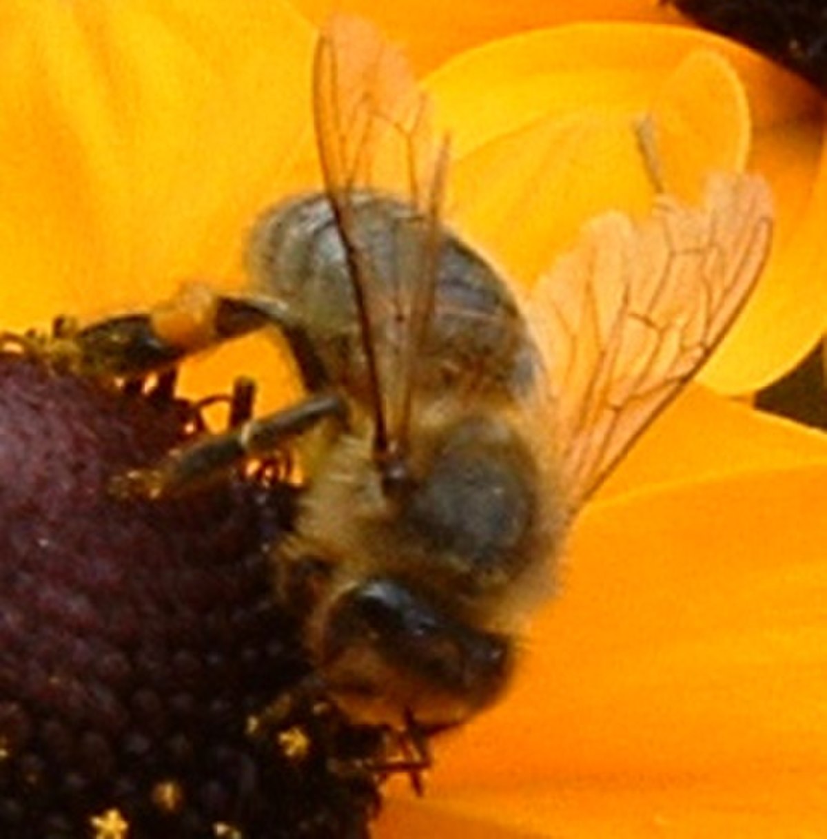 Abeille en gros plan
