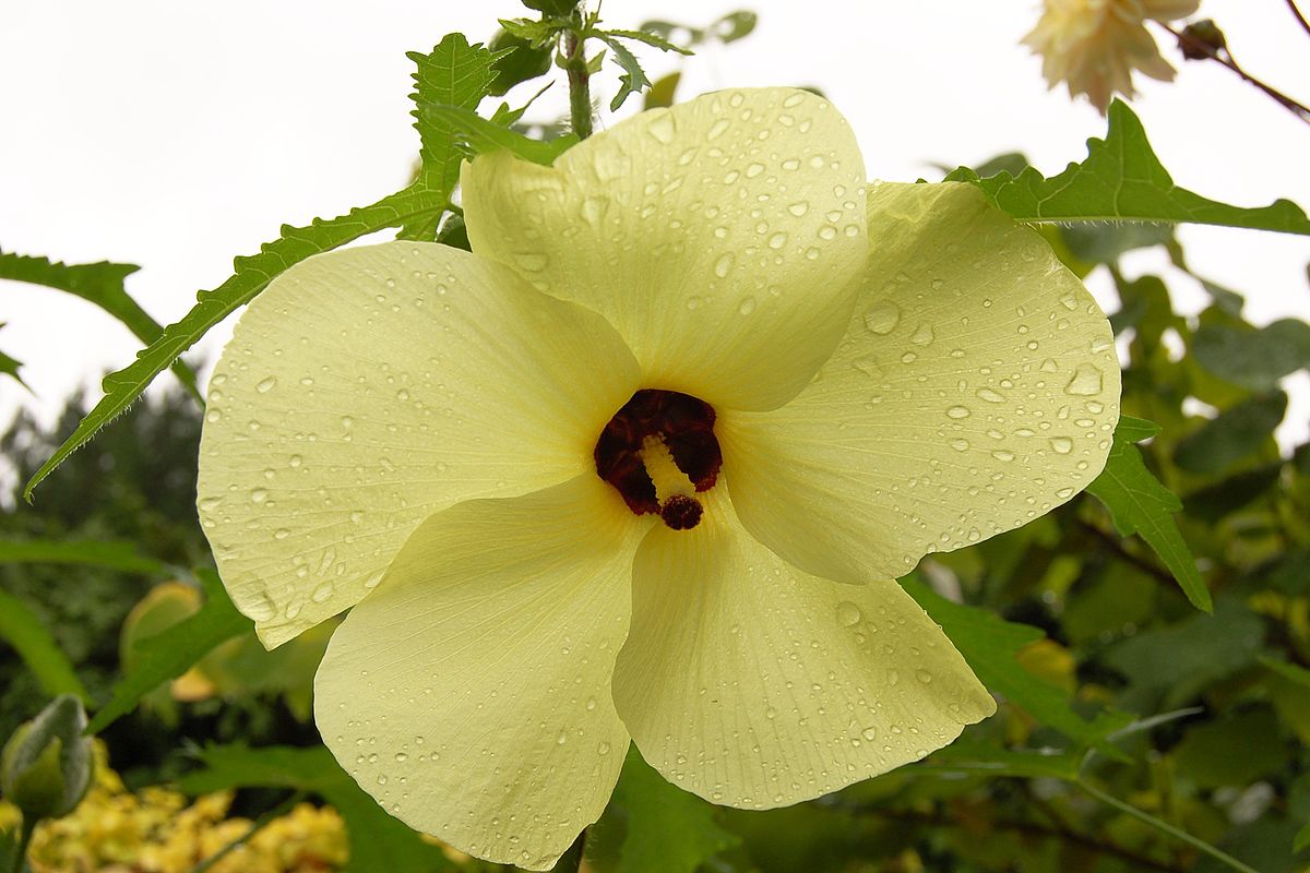 Abelmoschus manihot