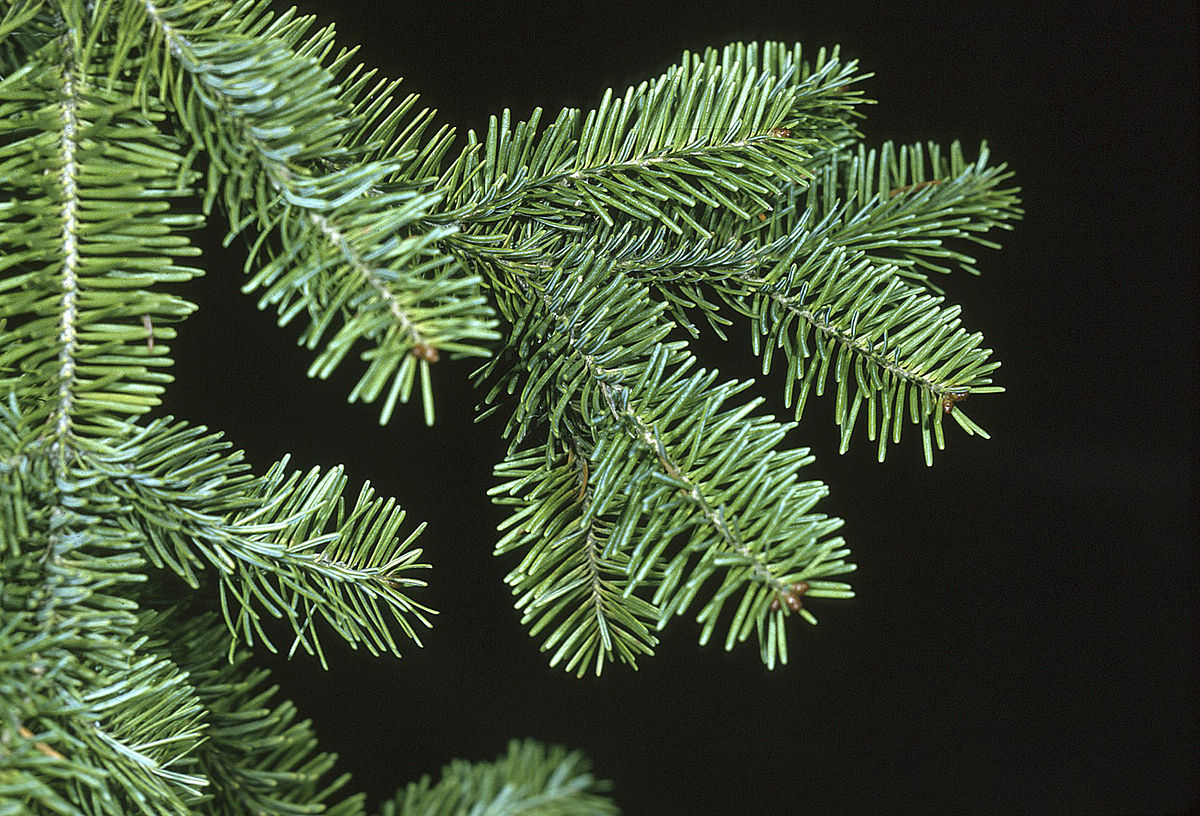 Sapin baumier