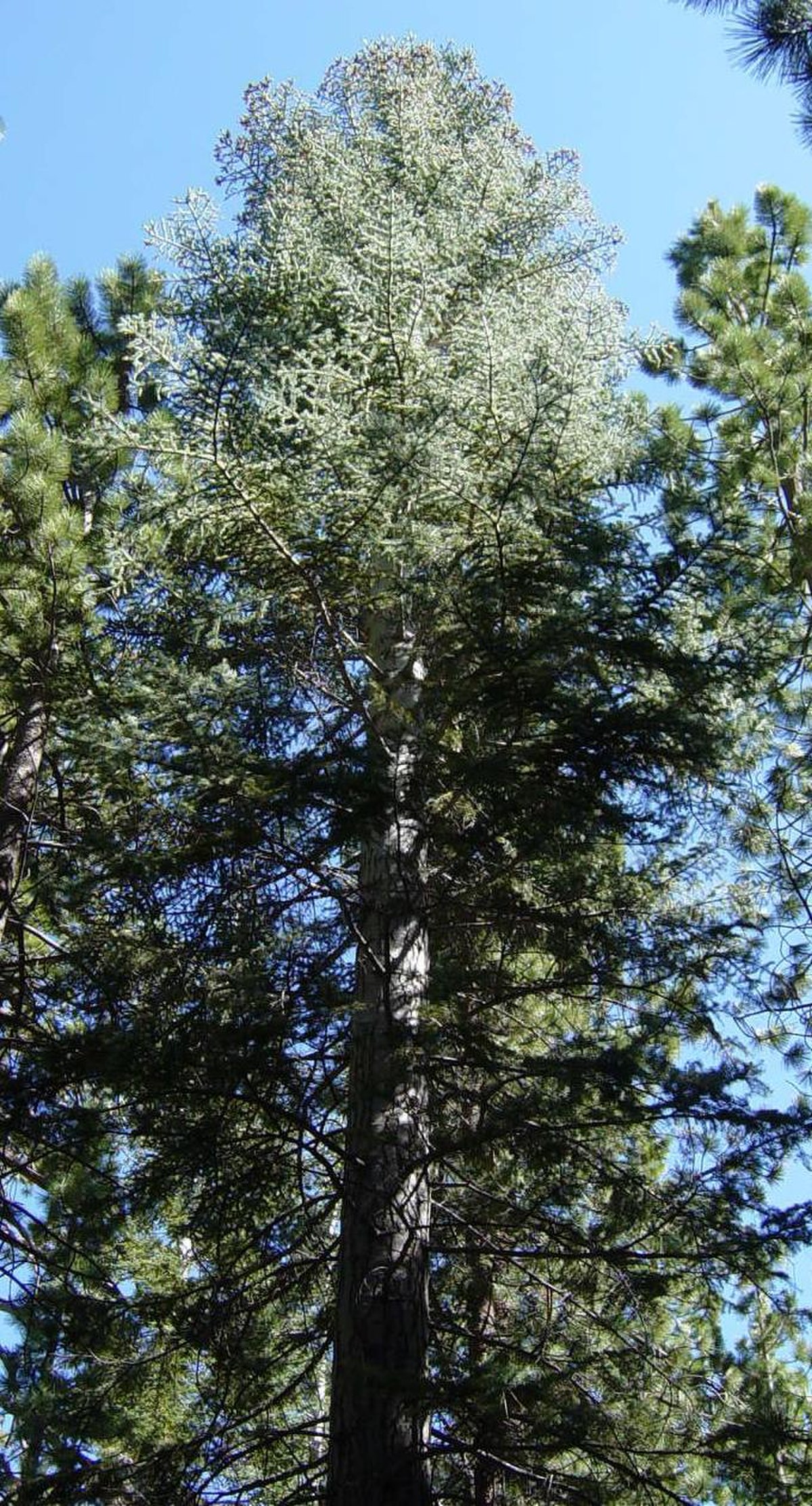 Sapin du Colorado