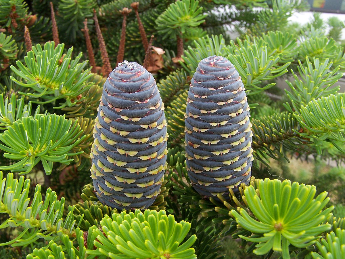 Sapin